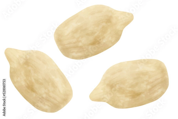 Fototapeta ひまわりの種