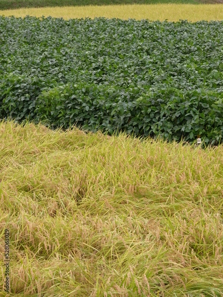 Obraz 収穫の季節