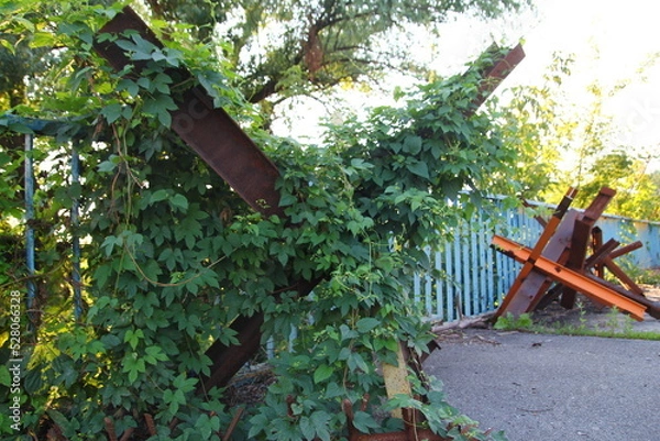 Fototapeta Bucha, Ukraine