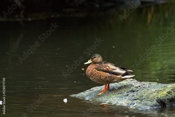 Obraz duck in the pond