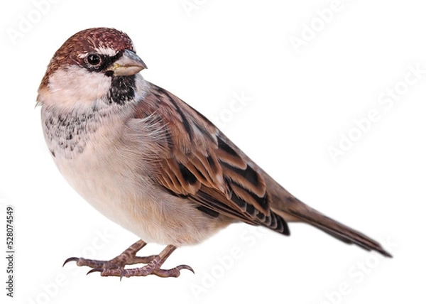 Fototapeta Sparrow (Passer italiae), isolated on PNG transparent background