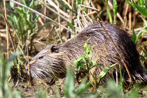 Obraz Nutria