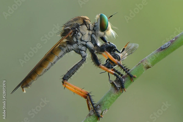 Obraz Robberfly Eating 