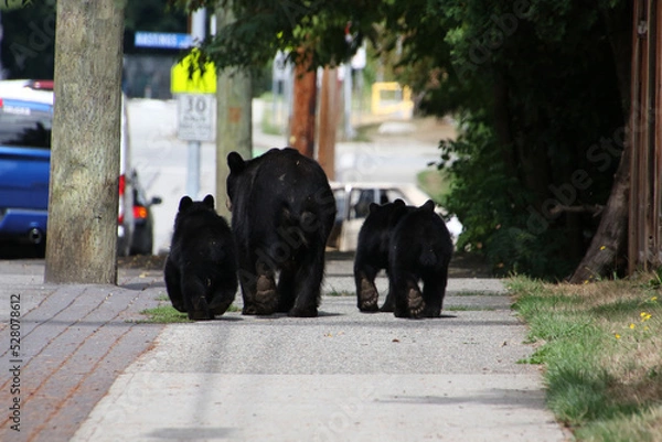 Obraz Mother bear with three cubs