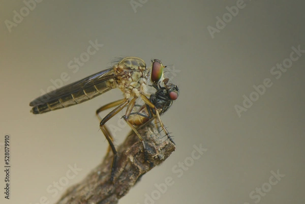 Fototapeta robberfly eat fly