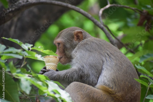 Obraz Indian Monkey is eating ice cream