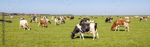 Obraz Cows grazing in field, quietly and happy, a blue sky and a panoramic wide view