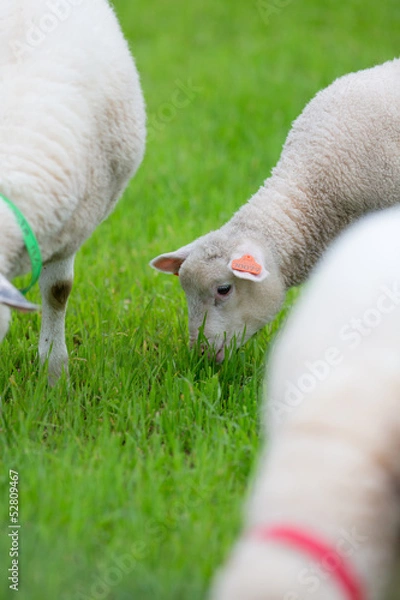 Fototapeta Lamb eating Grass