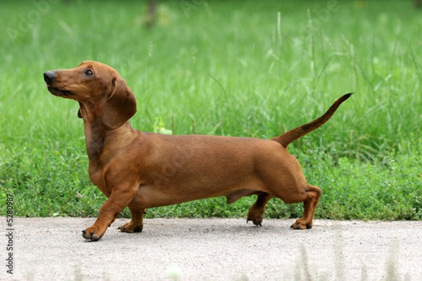 Fototapeta Dachshund