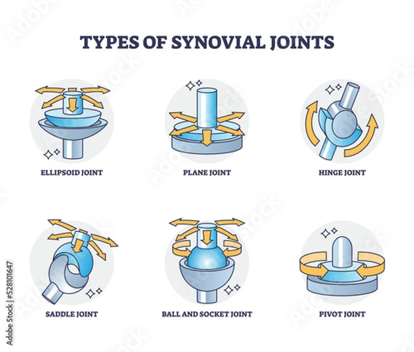 Obraz Types of synovial joints movement classification for body outline diagram. Labeled educational anatomical division with ellipsoid, hinge, saddle, pivot and ball socket bone joints vector illustration.