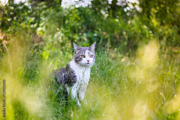 Fototapeta Tabby bicolor white and gray hunter cat with yellow eyes sitting in high green grass in spring garden. Feline outdoors in nature at sunny summer day. Kat, gato, katt, gato, kot kissa. Feline on a lawn