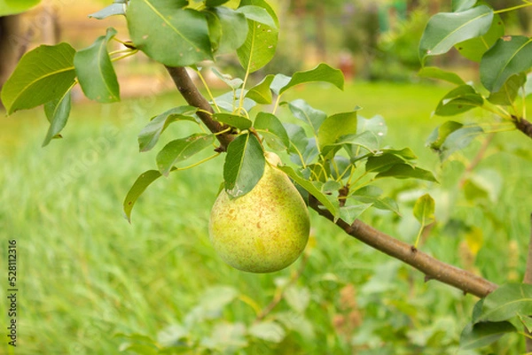 Fototapeta Close-up of a pear tree with fruits in a farm garden. Ripe pears. Several ripe pears on a tree branch