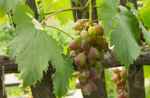 Fototapeta A large bunch of red grapes growing on a vine. ripe grapes