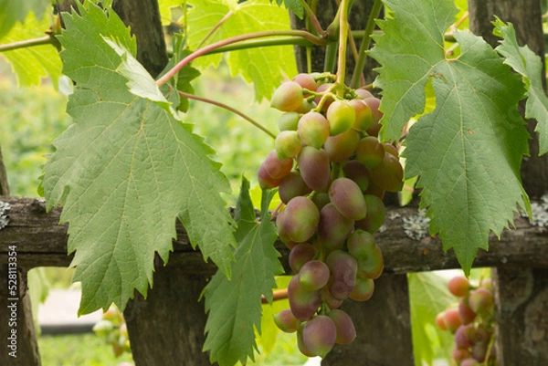 Fototapeta A large bunch of red grapes growing on a vine. ripe grapes