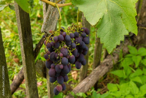 Fototapeta A large bunch of blue grapes growing on a vine. ripe grapes