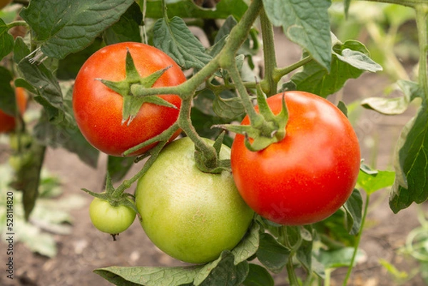 Fototapeta Ripe red tomatoes hanging on a branch. Organic tomatoes grown in a greenhouse