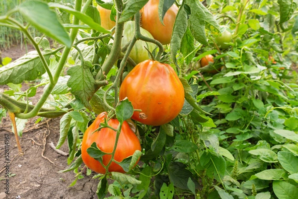 Fototapeta Ripe red tomatoes hanging on a branch. Organic tomatoes grown in a greenhouse