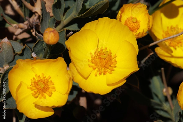 Fototapeta Yellow flowering terminal determinate solitary cymose inflorescences of Dendromecon Rigida, Papaveraceae, native monoclinous evergreen shrub in the Volcan Mountains, Peninsular Ranges, Springtime.
