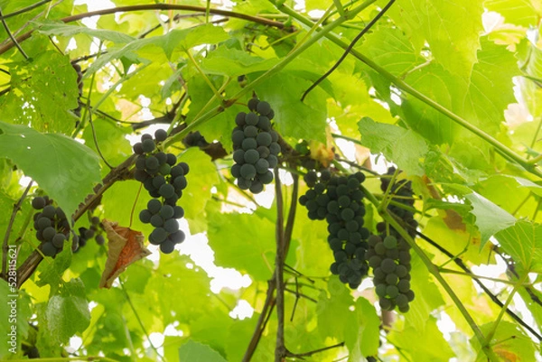 Fototapeta A large bunch of blue grapes growing on a vine. ripe grapes