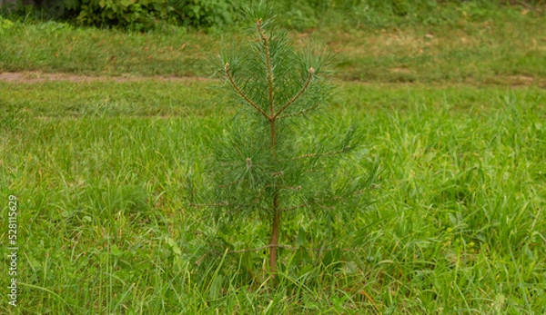 Fototapeta Little pine tree on the field