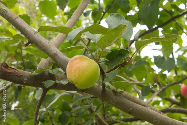 Fototapeta Close-up of red apples on trees in a vegetable orchard. Vegetarian eco food