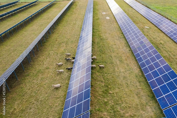 Fototapeta Aerial view of solar panels and sheep eating on a green grass field. Alternative energy source.