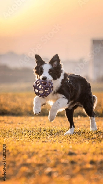 Fototapeta Black and white Border Collie dog playing with toy on the grass in the park training in the sunset during golden hour