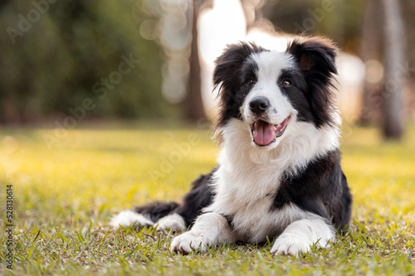 Fototapeta Black and white Border Collie dog posing on the grass in the park sticking out the tongue open mouth in the warm sun during golden hour