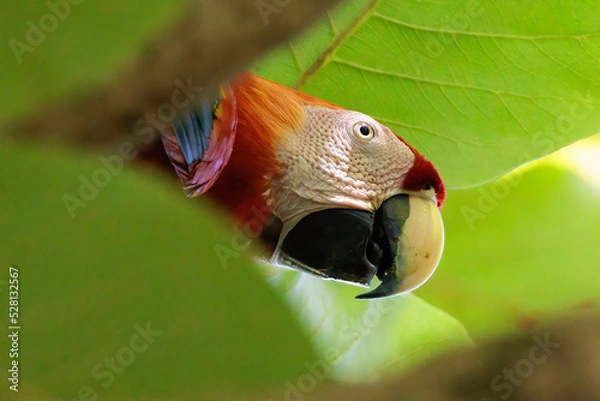 Fototapeta Colored Scarlet macaw (Ara macao) perching on a branch in Puerto Jimenez, Osa peninsula, Costa Rica