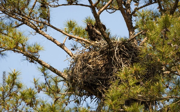 Fototapeta Wild Juvenile Bald Eagle fledging from breeding nest in Rome Georgia.