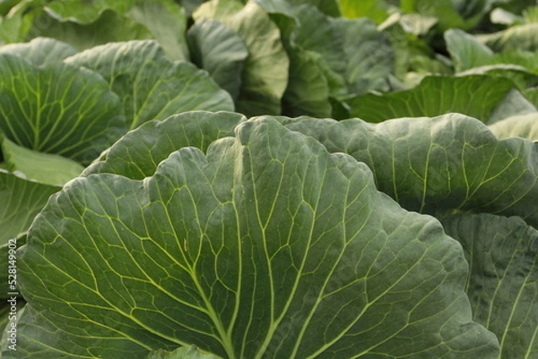 Obraz 野菜収穫の新鮮キャベツの葉