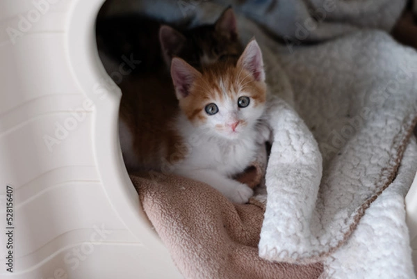 Fototapeta cat in a box