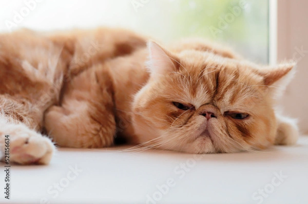 Fototapeta A charming red-haired kitty is lying on the window.