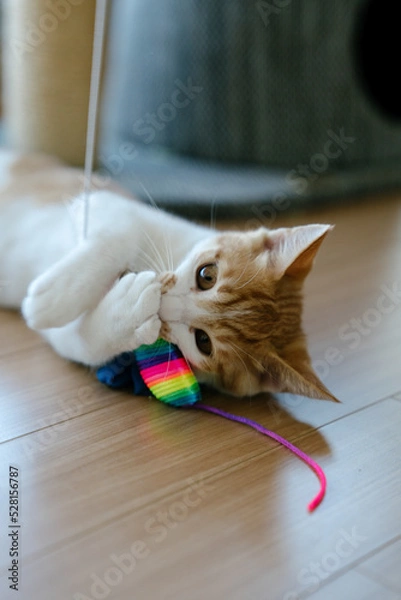 Obraz cat biting a toy mouse