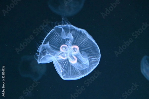 Obraz 水中をふわふわ泳ぐ美しいミズクラゲ