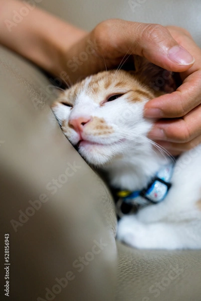 Fototapeta Cat feeling its owner's touch