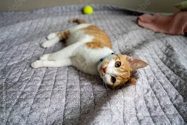 Fototapeta cat lying on the bed