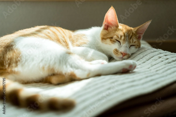 Obraz cat sleeping on the bed