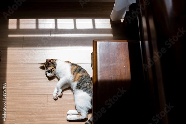 Fototapeta Cat sunbathing by the window