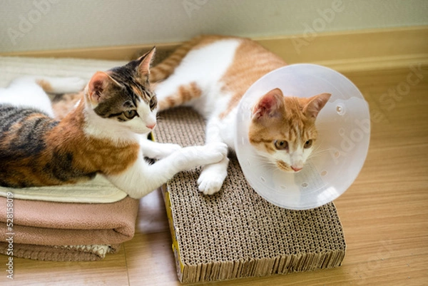 Obraz cat wearing elizabeth petkara