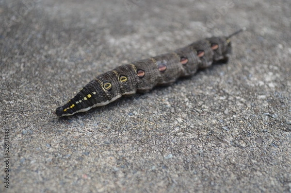 Obraz An impatiens hawkmoth caterpillar. Larva of theretra oldenlandiae.
セスジスズメ（幼虫）