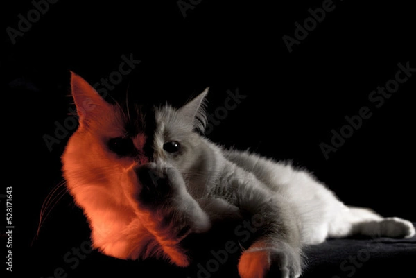 Obraz cat on a black background