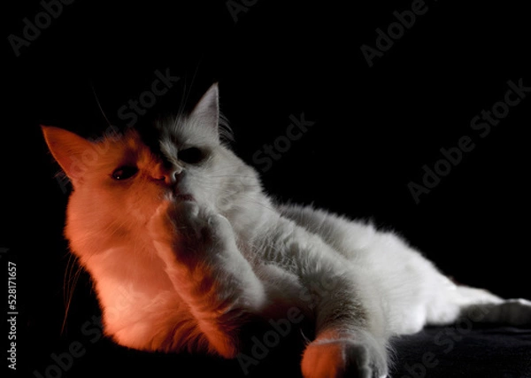 Obraz cat on a black background