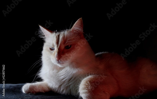 Obraz cat on a black background