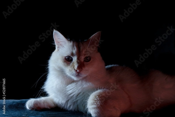 Obraz cat on a black background
