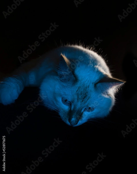 Obraz cat on a black background