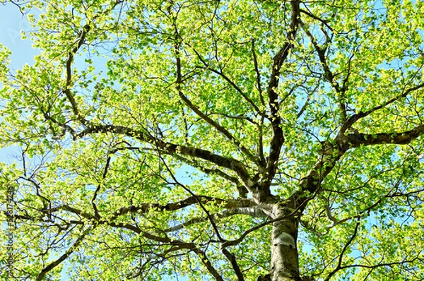 Fototapeta 西丹沢の畦ヶ丸　新緑眩いブナ
