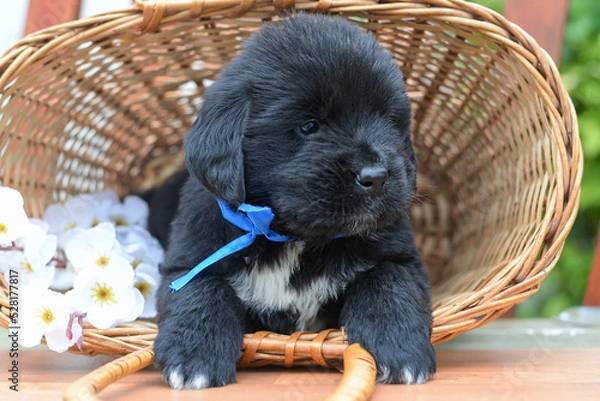 Fototapeta Newfaundland puppy sits in a basket