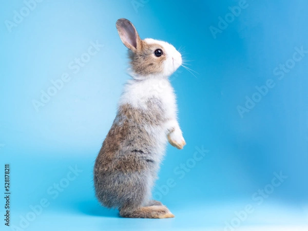 Fototapeta Side view of cute baby rabbit standing on blue background. Lovely action of young rabbit.