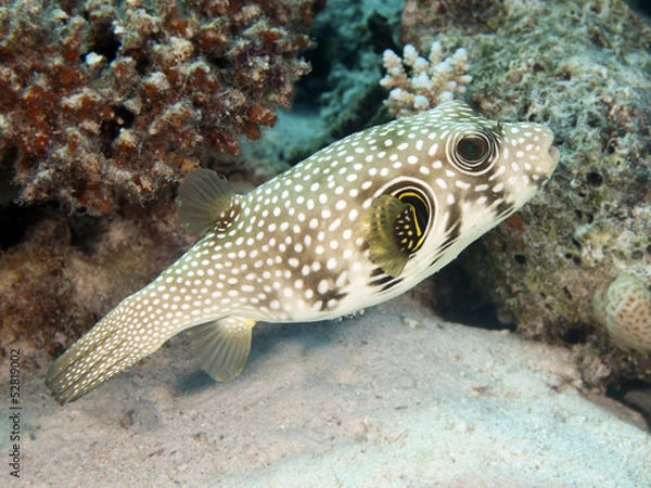Obraz Whitespotted puffer